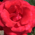 Rdeča - Vrtnica čajevka - Corrida